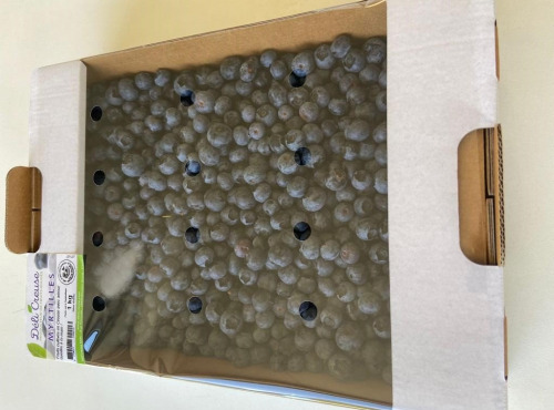 Myrtilles du Trimoulet - Myrtilles fraiches cultivées - Vrac 1 Kg