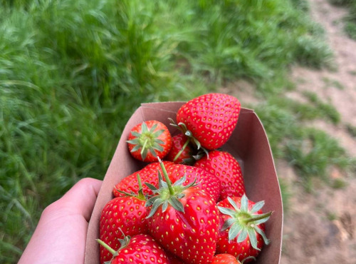 Le Maraîcheur - Lot de 4 barquettes de fraises bio sur sol vivant