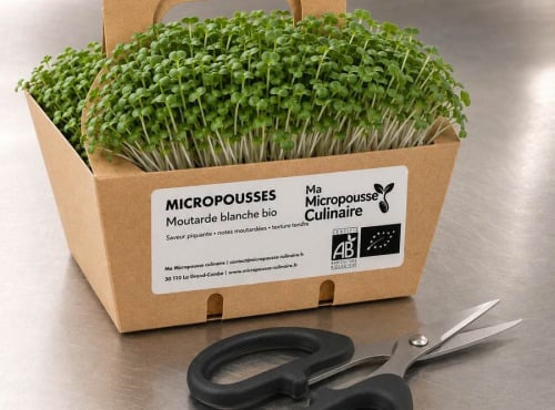 Ma Micropousse culinaire - Micro-pousses bio de moutarde blanche – 16 barquettes