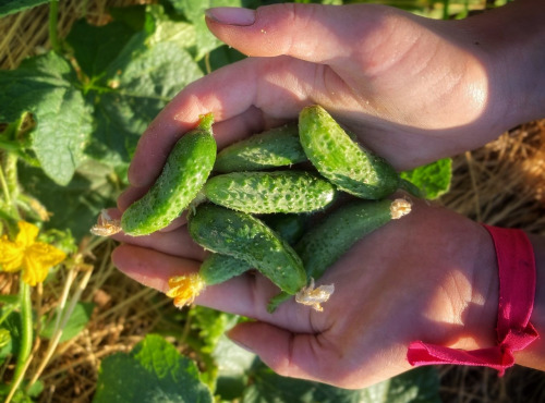 La Ferme d'Artaud - Cornichons frais - 1 kg