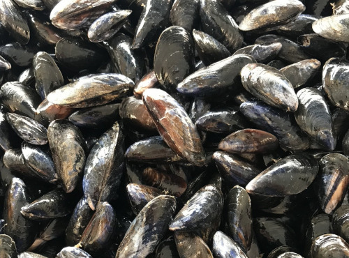 La Paysanne des Mers - Moules de Bouchot