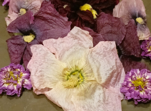 Rébecca les Jolies Fleurs - Fleurs séchées entières Romantique