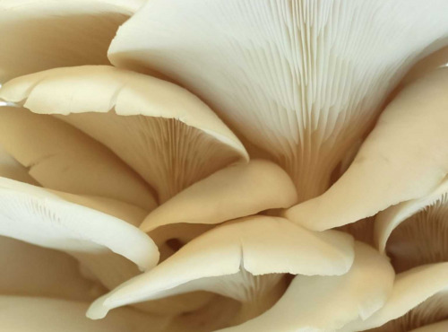 Naturélium - Le pleurote de l’orme 1kg