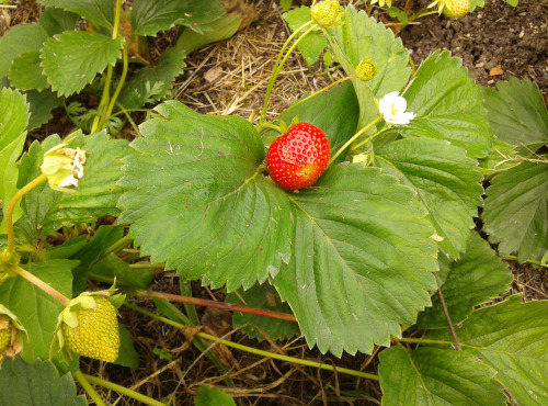 LES JARDINS DE KARINE - Fraise surgelée - 1kg