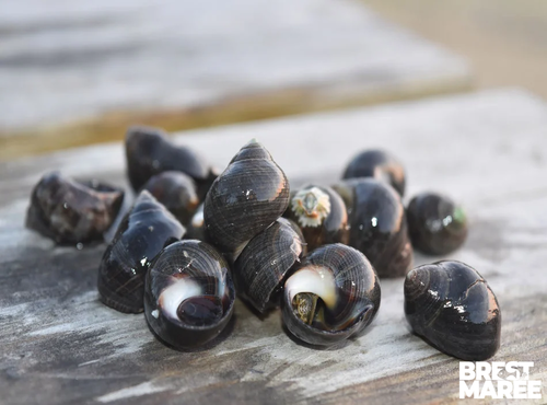 Brest Marée - Bigorneaux Cuits - 500g