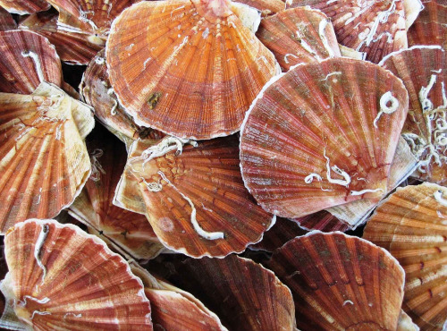 SARL O GRE DES VENTS - Coquilles Saint-Jacques vivantes coraillées Normandie 6Kg