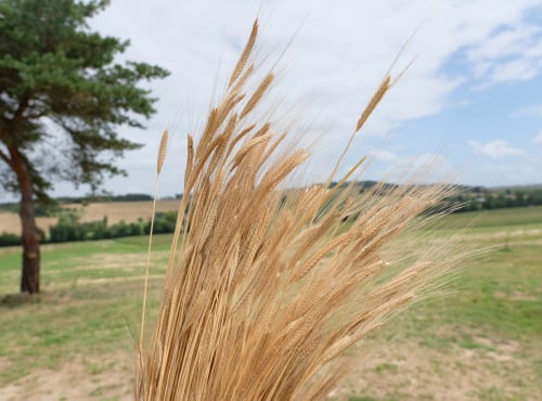 Le Fournil de Retour Aux Sources - Grain de petit épeautre