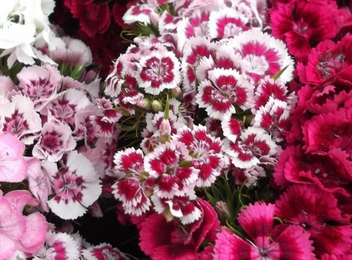 Les Jardins du Mas de Greil - Oeillets Poête bouquet frais