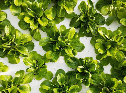 Nature et Saveurs - Ferme Aquaponique et Permacole Astérienne - Mâche Verte de Cambraï