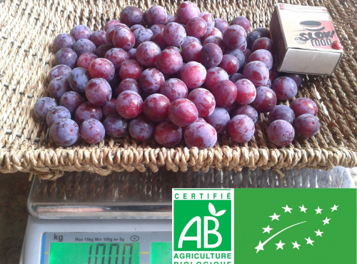 LES JARDINS DE KARINE - Prune Damas surgelée avec noyau - 1kg