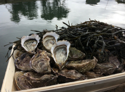 Les Huîtres Chaumard - Huîtres De Pleine Mer N°3 - 2x Bourriches De 100 Pièces