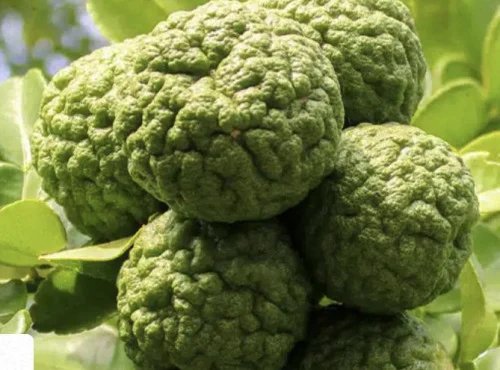 L'OLIVERAIE DU COUDON - Combava 1kg