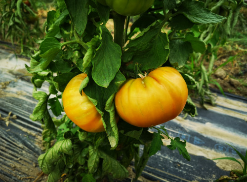 La Boite à Herbes - Tomate Ananas Biologique - 1kg