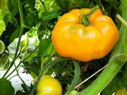 Nature et Saveurs - Ferme Aquaponique et Permacole Astérienne - Tomate Grosse Summer Cider - 1kg