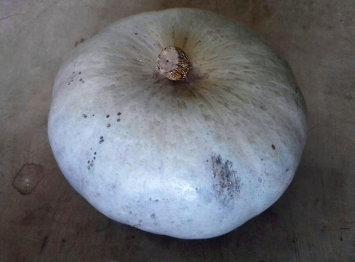 Multiproductions - Cédric Joliveau - Courge Crown Prince 5 kg