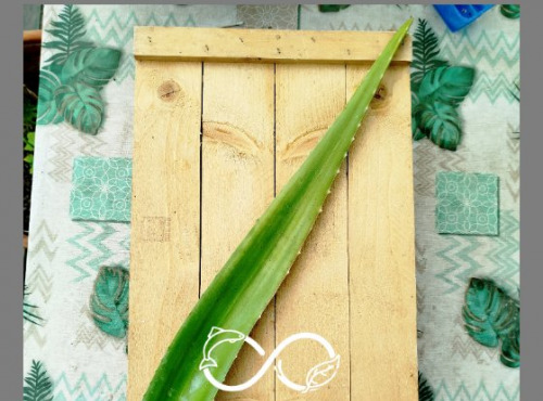 Nature et Saveurs - Ferme Aquaponique et Permacole Astérienne - Aloe vera – feuille fraîche, pulpe intacte
