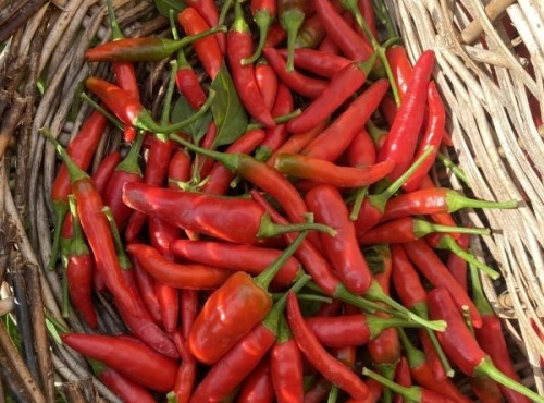 La Cabane à plantes - Piment Cayenne