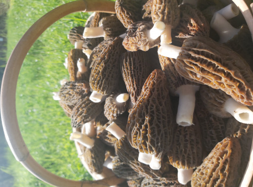 L'Agricueilleur du Suzon - Morilles françaises BIO