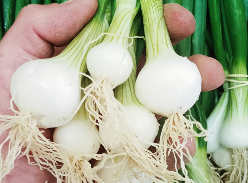 Ferme Joos - Oignons blancs - botte de 5