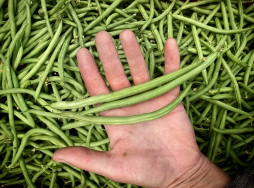 La Ferme d'Artaud - Haricots verts 2kg