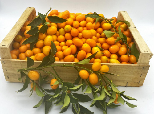 Le Panier du Producteur - Kumquat