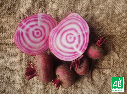 Ferme de Carcouet - Betteraves Chioggia Bio - 3 kg