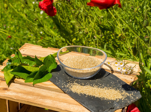 Sa Majesté la Graine - Quinoa Blanc HVE origine France - 500g