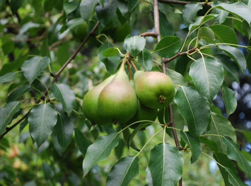 La Boite à Herbes - Poire Beurré Giffard - 2kg