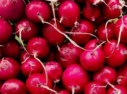 Nature et Saveurs - Ferme Aquaponique et Permacole Astérienne - Radis Rond Rouge en Botte — croquant & fraîcheur immédiate