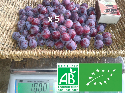 LES JARDINS DE KARINE - Prune Damas surgelée avec noyau - 5kg