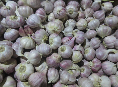 La Ferme De Jérôme - Ail Rose - Ail Rose Petit Calibre - 1kg
