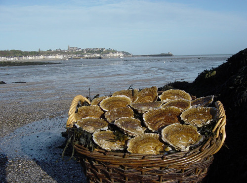 Saint Kerber - Cancale - Huîtres "Belon"- La Pieds de Cheval - 6 pièces