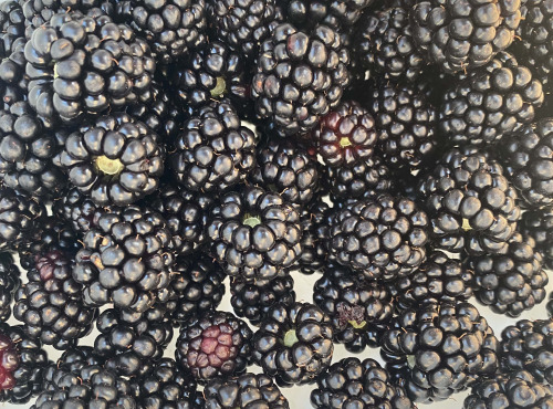 Ferme Sinsac - Mûres fraiches