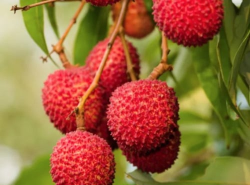 L’Oliveraie du Coudon - LITCHI BRANCHE  1KG