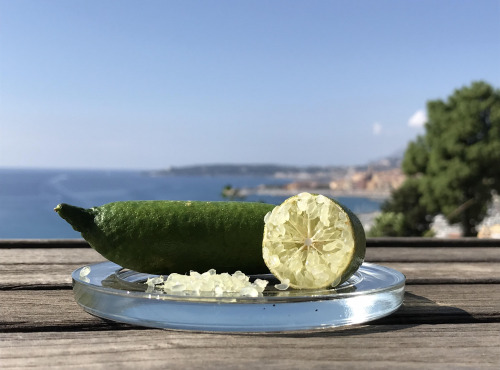 Le Jardin des Antipodes - 100% Billes Du Citron Caviar Nature Non-traitées - 190g