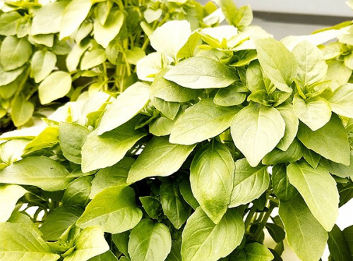 Nature et Saveurs - Ferme Aquaponique et Permacole Astérienne - Basilic Grec - 100g