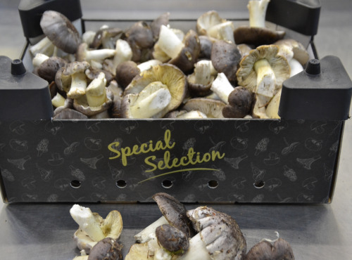 Trapon Champignons - Charbonniers 1kg