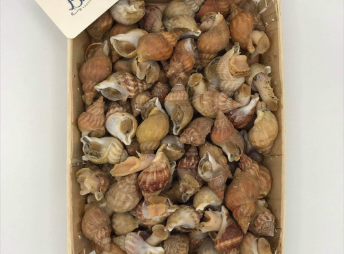 Buccimarée Producteurs Associés - Bulot Vivant Frais - 6kg