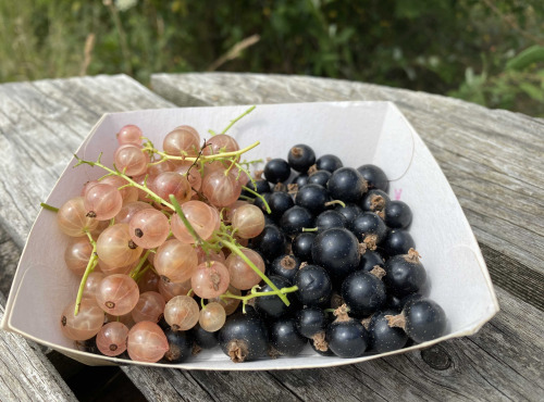 Ferme Sinsac - cassis en barquettes de 125 grs