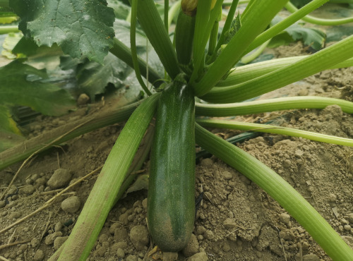 La Boite à Herbes - Courgette Bio 1kg