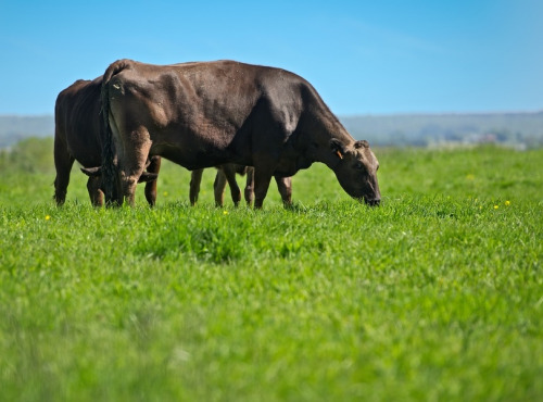 Domaine Sébastien Moreau - Le Pavé de Campiache - Race Wagyu Hauts-de-France