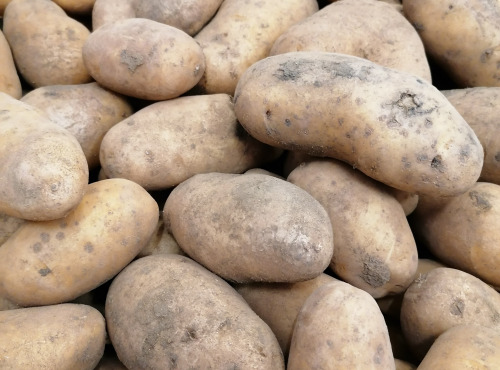 Le Châtaignier - Pomme de terre Bio - 1kg