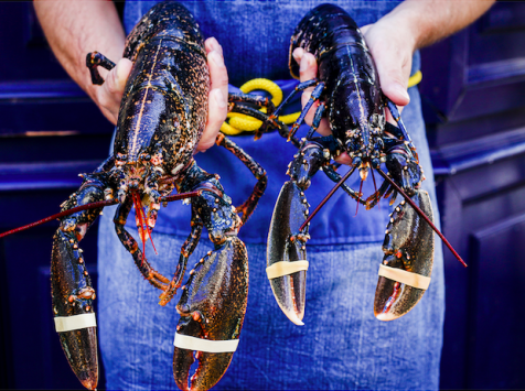 Thaëron - Homards Bretons Vivants - 400 g