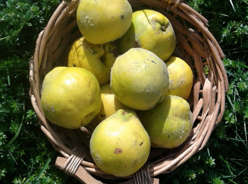 LES JARDINS DE KARINE - Coing en morceaux surgelé - 5kg