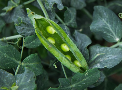 Maison Argentain - Petits Pois - 900g