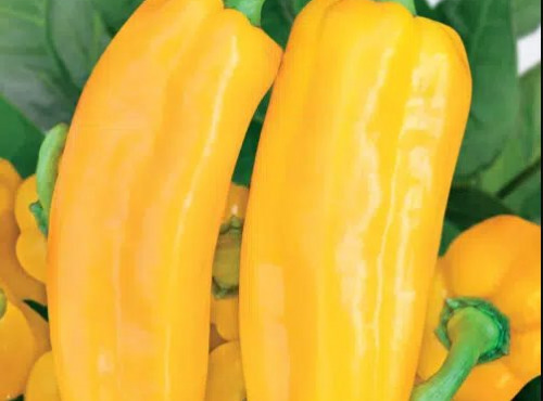 La Ferme de Goas Per - Poivron jaune bio - 1 pièce