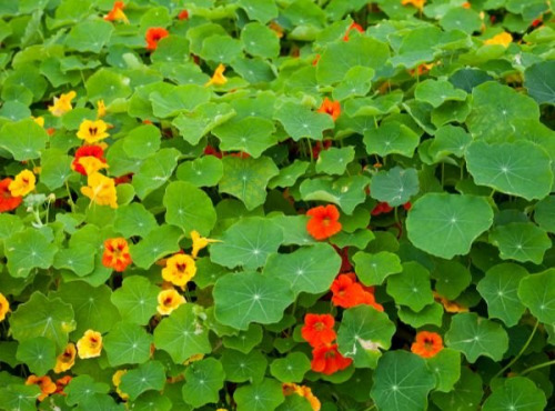 La Cabane à plantes - Capucine feuilles (20 feuilles)
