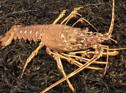 Brest Marée - Langoustes cuites pièce de 1kg