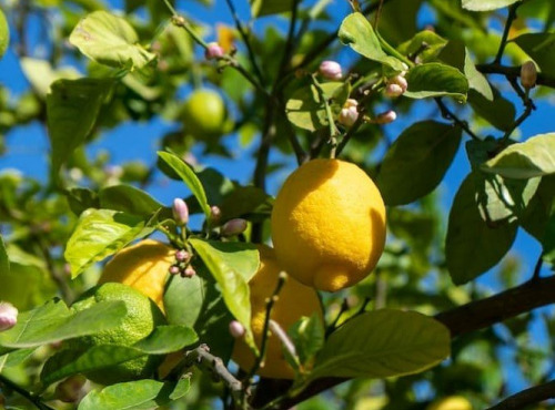 Les Hespérides - Coopérative de la Riviera Française - Citron de Menton IGP Bio 5kg