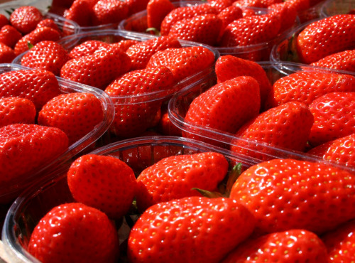 Maison du Pruneau - Cueillette du Gascon - Fraises Garriguette - 250 g